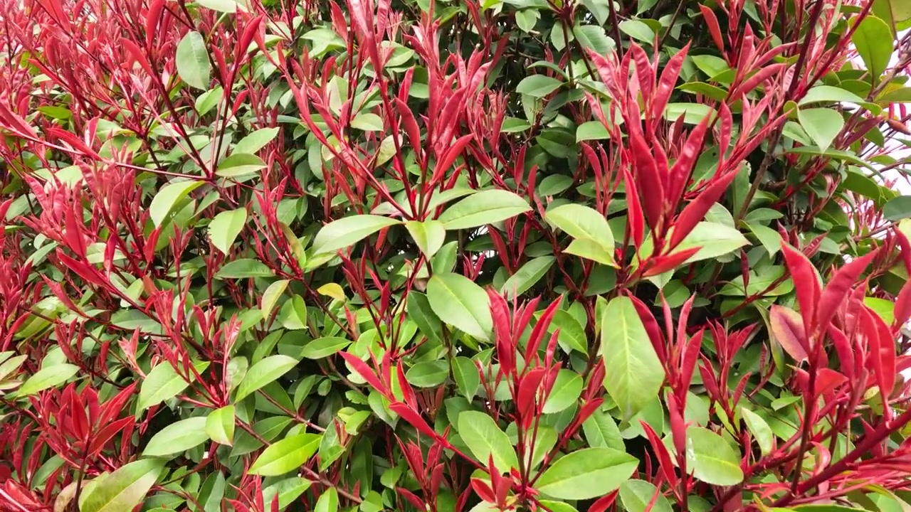 Close-up de Arbusto de Photinia Fraseri com Folhas Vermelhas e Verdes Vibrantes