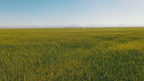 Vista-Superior-De-Los-Campos-De-Trigo-En-Las-Granjas-De-Trigo-De-Sharjah-En-El-Emirato-árabe-Unido