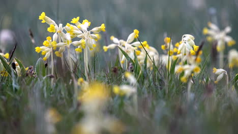 delicadas flores silvestres de prímula en un prado sin cultivar en worcestershire, inglaterra al atardecer con sus cabezas de flores cerradas