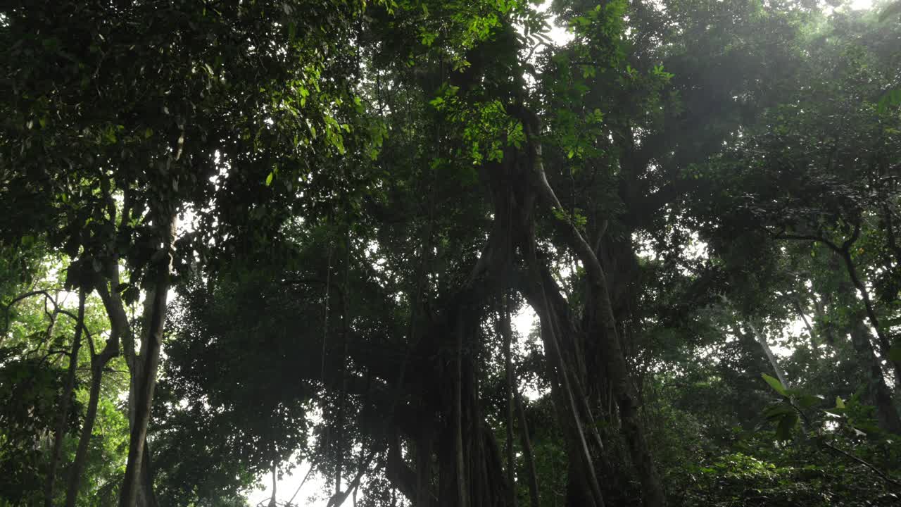 Light through dense tropical forest jungle in Ubud Bali Indonesia Southeast Asia nature