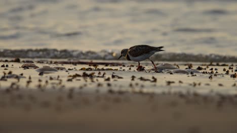 arenaria interpres buscando alimento en la arena húmeda de la playa, atardecer bajo ángulo