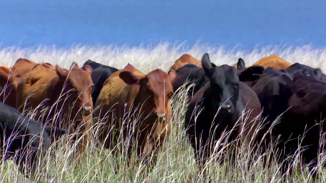 ganado caminando a través de pastos cubiertos de hierba vacas marrones y negras hierba soplando en el viento