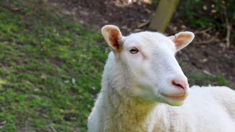 new zealand sheep, freshly shorn for summer