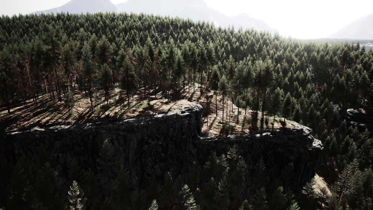 bosque de pinos verdes en las montañas