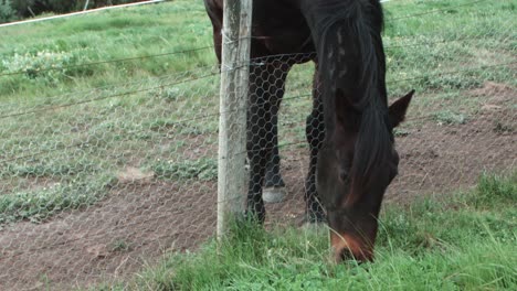 un caballo comiendo hierba sobre una valla