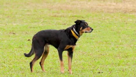 an australian cattle dog skillfully herds on a grassy field in port douglas, queensland. natural lighting highlights the dog's focused movements