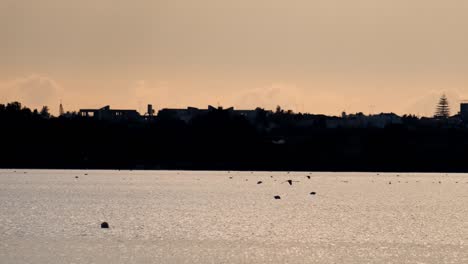 silhouette of a flamingo taking off as others wade in salt water lake of larnaca in cyprus late in the afternoon.