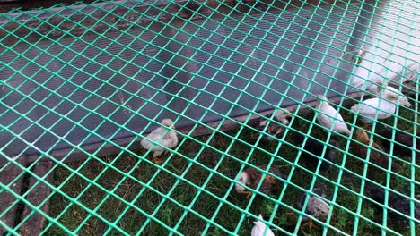 white and gray chicks walking the paddock. a small corral made of mesh.