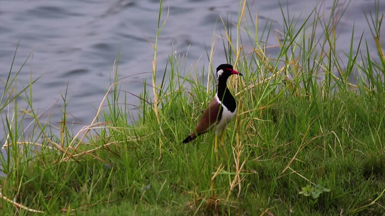 Red-wattled Lapwing stands alert near grassy riverside habitat. Ideal 4K stock footage for wildlife, birdwatching, and nature documentaries with ambient natural sounds.