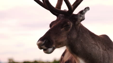 reindeer chewing on some grass