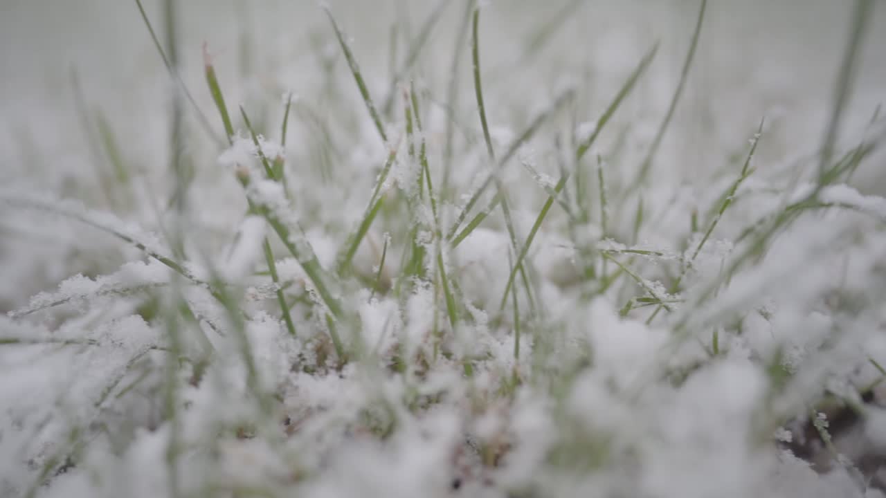 Inquadratura ravvicinata al rallentatore di erba verde coperta da fiocchi di neve
