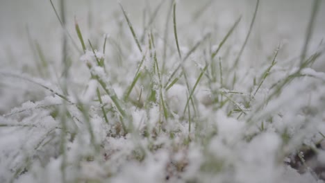 雪花覆蓋的綠色草地的慢慢拍攝