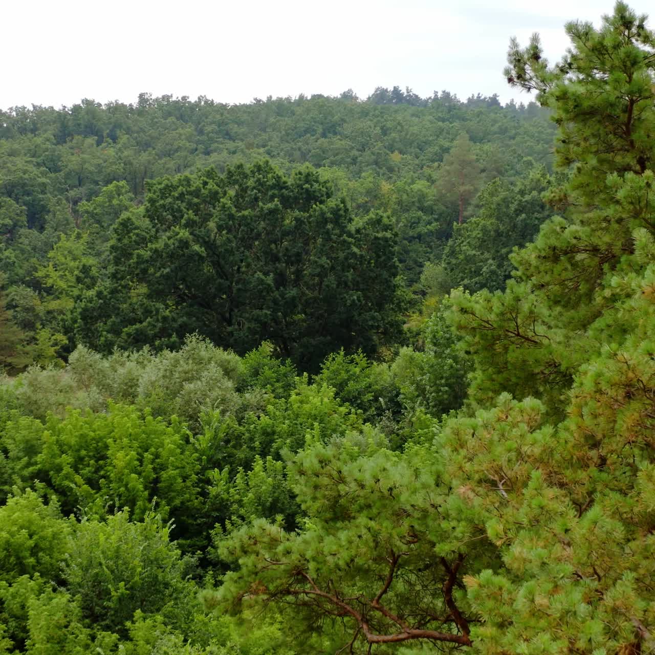 Forest in summer. Flying beetween green pine trees. Mixed trees with green leaves. Beautiful woodland. Fresh nature. Aerial view.