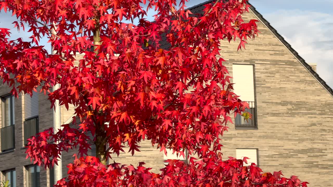 Red Maple Tree in Autumn in Front of Modern House
