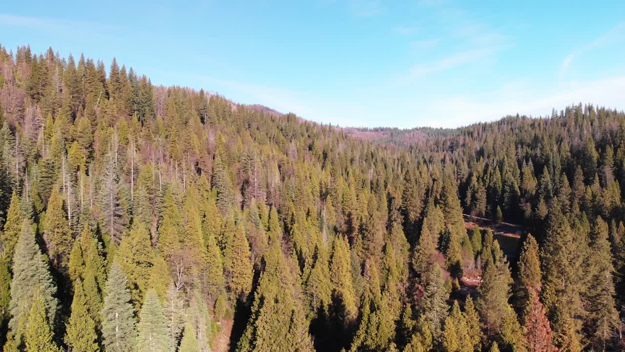toma aérea de un bosque de pinos en california