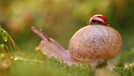 Close-up-wildlife-of-a-snail-and-ladybug-in-the-sunset-sunlight.