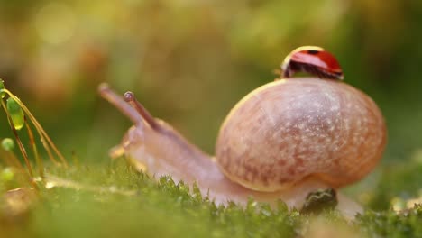un primer plano de la vida silvestre de un caracol y una mariquita en la luz del atardecer.