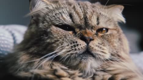 a close-up journey into the life of a sleepy cat: captivating moments in the life of a persian feline captured in frame