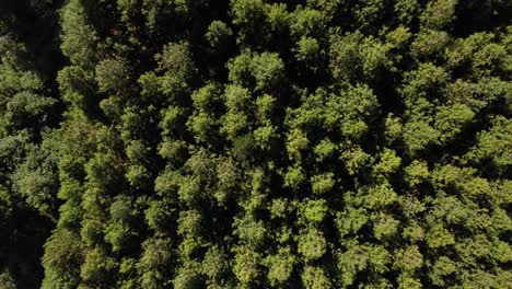 lush green coniferous trees forest plantation drone slide birds eye view