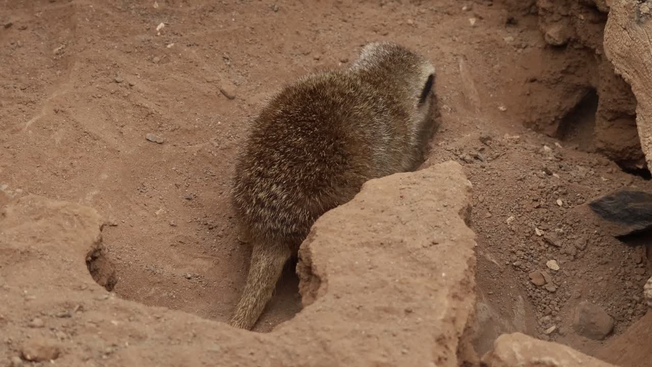 A meerkat digging a tunnel
