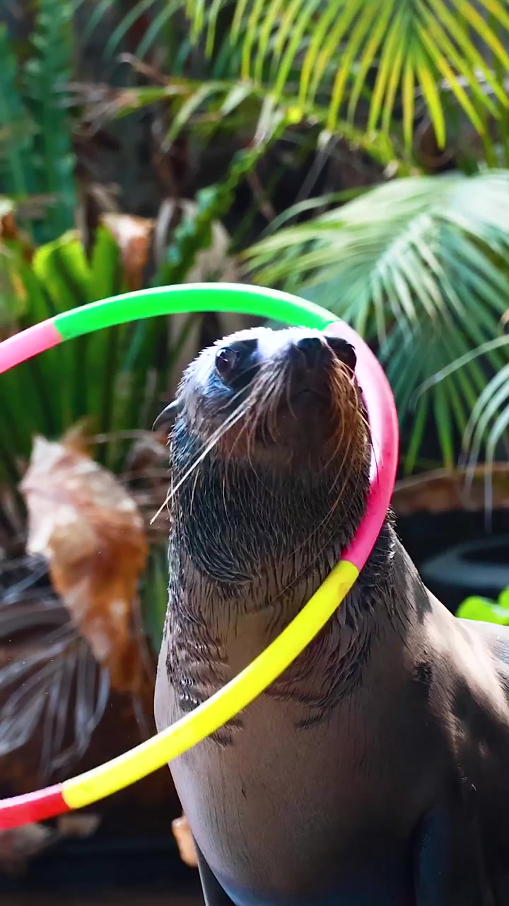 Um leão-marinho equilibra e gira bambolês coloridos em volta do pescoço durante uma apresentação.