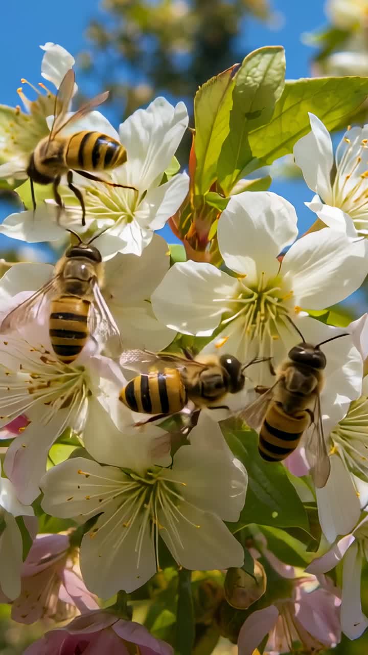Vídeo vertical: néctar atraindo abelhas provando flores brancas em árvore, estames, céu azul