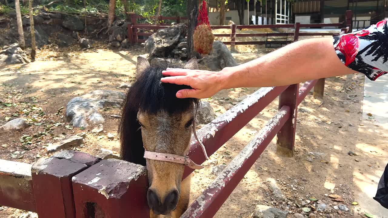 동물원 에서 말 을 만지는 사람