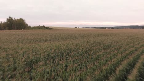 Campo-De-Maíz-Al-Final-Del-Verano