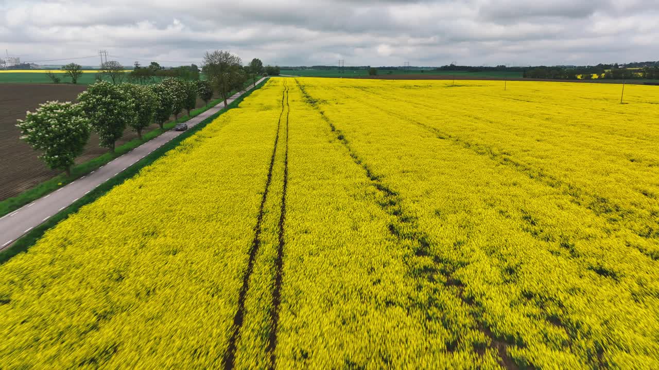 Huge yellow rapeseed plantation field, scenic route with car driving to horizon