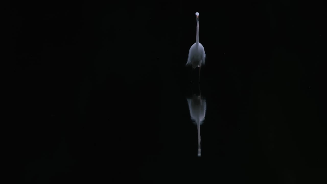 Elegant Bird: A Portrait of a White Egret at Evening