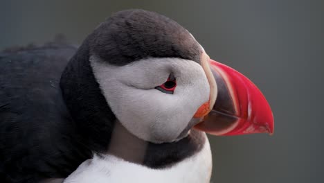 close up of an atlantic puffin in latrabjarg, westfjords, iceland