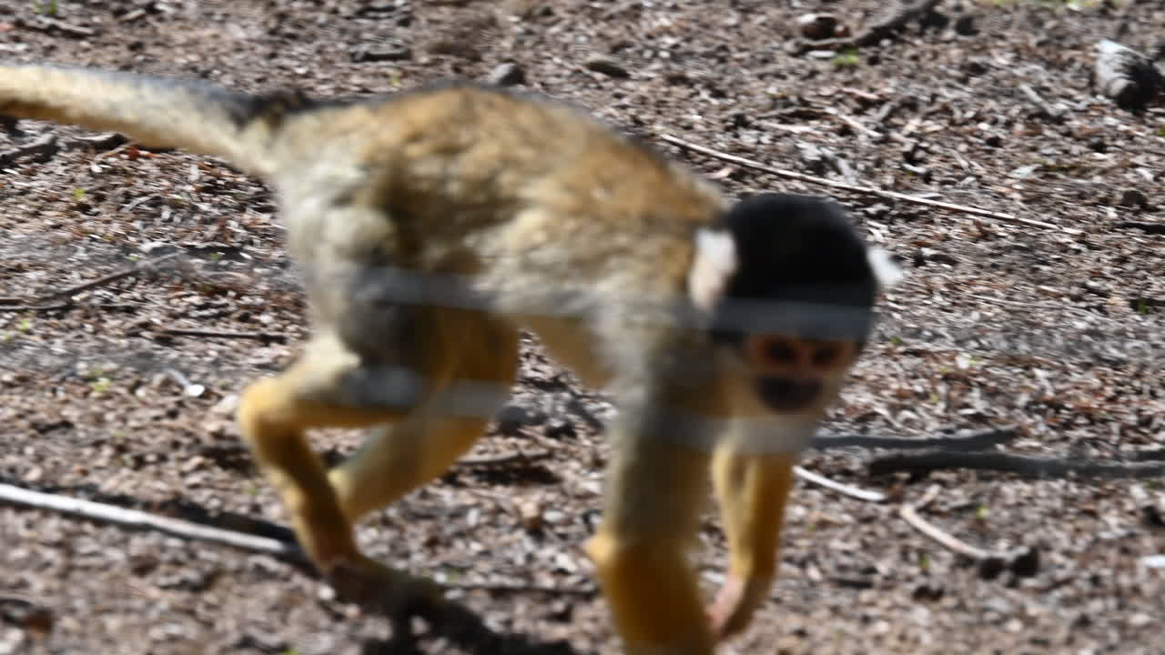a small monkey with yellow fur walks fast near a metal fence in a zoo