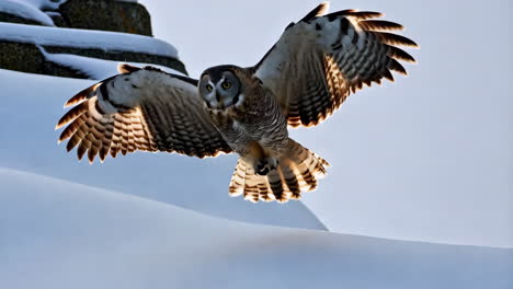 majestic owl in flight over snow