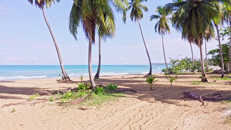 palmeras tropicales, playa de arena y pintoresco mar caribe en playa coson, las terrenas, república dominicana - toma aérea de drones