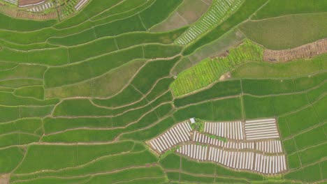 directly top down drone shot of green agricultural field