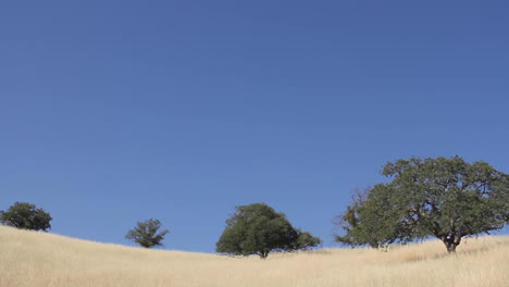 large field blows in the wind with trees near kern river california