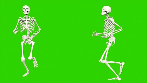 the skeleton runs. seamless loop animation on green screen.