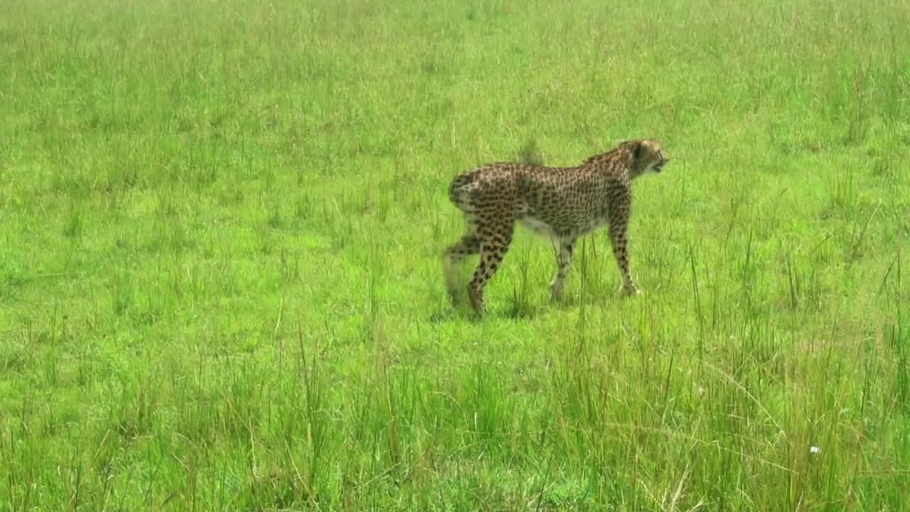 guepardo tratando de cazar en un día soleado en el famoso parque nacional maasai mara, kenia