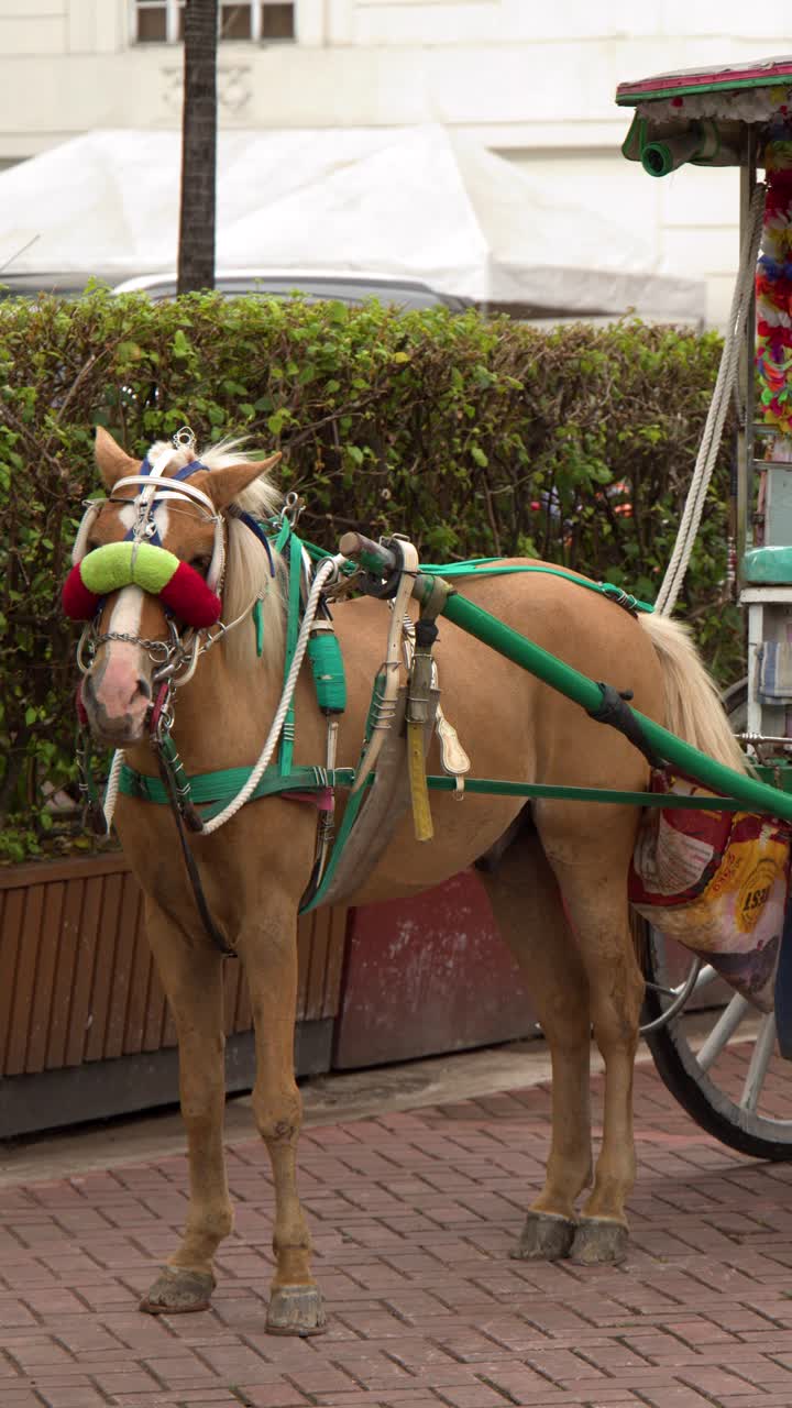 Un caballo marrón enganchado a una tradicional calesa de madera se encuentra en un sendero de ladrillo