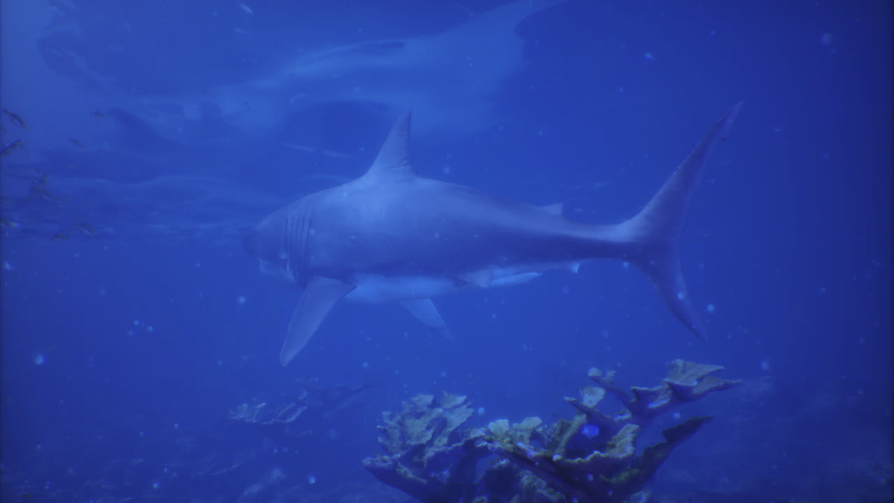 Shark swimming gracefully in a vibrant underwater coral environment