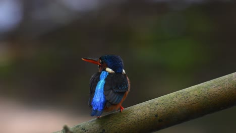 visto desde atrás posado en un gran bambú diagonal en un arroyo mientras mira frenéticamente a su alrededor, martín pescador de orejas azules, alcedo meninting, parque nacional kaeng krachan, tailandia