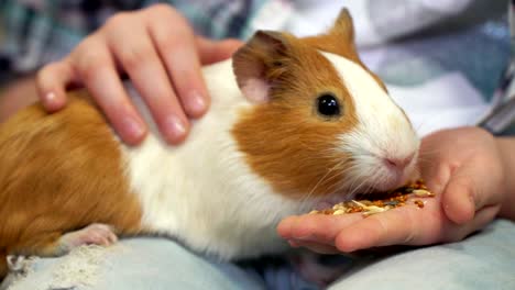 pet eats in hands of man. girl feeding pet guinea pig closeup in contact zoo, concept of tenderness , caress, trust