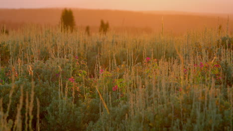 sage mountainflower with flying bugs at sunset. pan right shot