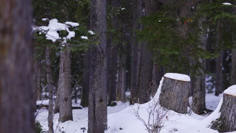 Winter-time-in-the-forest,-pine-tree