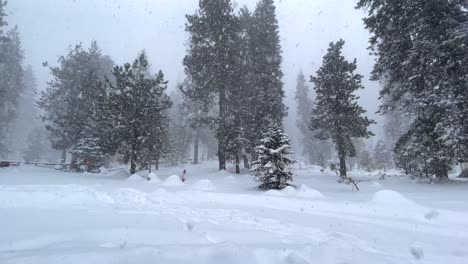 4k footage of a snowstorm in sequoia national park