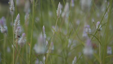 Filmische-Blumenaufnahme,-Blühendes-Gras-Und-Pflanzen,-Umgebungshintergrundaufnahme