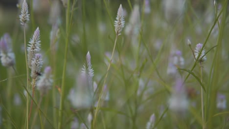 cinematic flower shot, grass and plants in bloom, ambient background shot