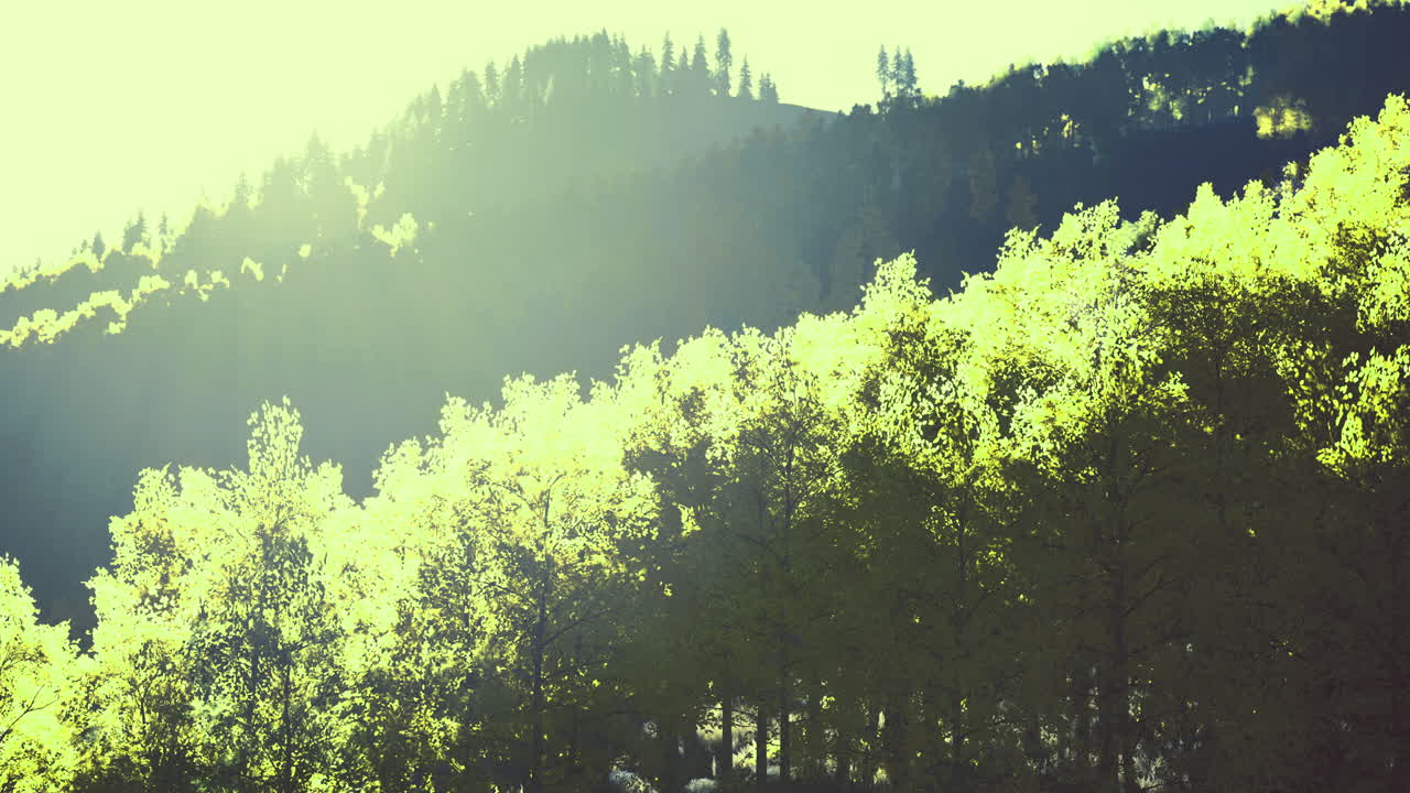 밝은 빛은 산악 풍경에서 울창한 초록색 나무를 통해 필터