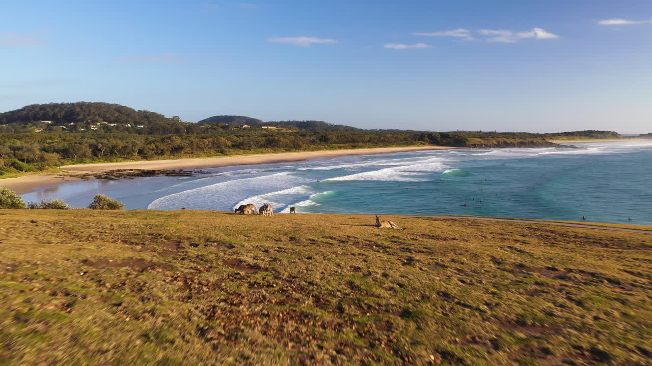 Ripresa cinematografica con drone di canguri su una scogliera che si affaccia sull'oceano a Coffs Harbour, Australia