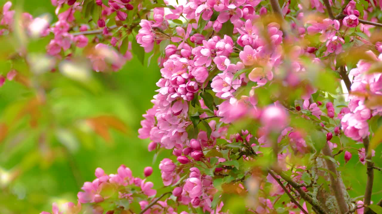 나무에 아름다운 분홍색 꽃